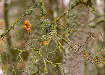 tree branches overgrown with moss and lichens, autumn