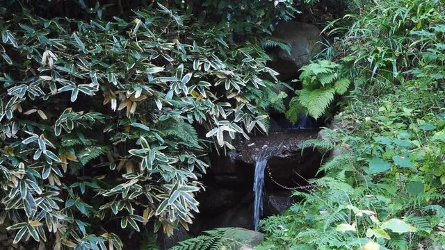 笹とシダの間を流れ落ちる水