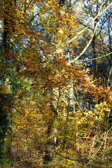 Couleurs de L'automne