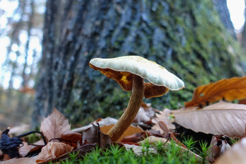 Champignon de la montagne de Reims