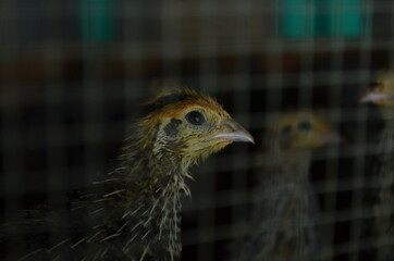 Fototapeta premium baby quail which is still several days old in a special cage