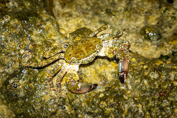 Krappe am Strand von Novigrat (Kroatien)