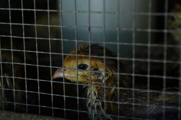 baby quail which is still several days old in a special cage