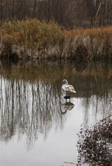 Wild-goose stands in water with forest riverside on backgroundr. Reflection of him and naked trees is on water surface. Deep autumn. 