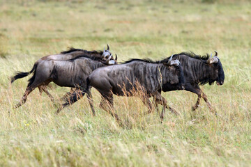Fototapeta na wymiar The blue wildebeest (Connochaetes taurinus), also called the common wildebeest, white-bearded wildebeest or brindled gnu, running herd through tall grass.