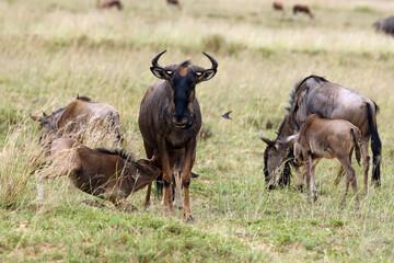 The blue wildebeest (Connochaetes taurinus), also called the common wildebeest, white-bearded wildebeest or brindled gnu. Herd of animals in the grass.