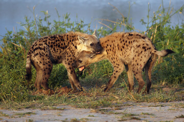 The spotted hyena (Crocuta crocuta), also known as the laughing hyena. A pair of hyenas during a welcoming ceremony during a meeting at a watering hole.