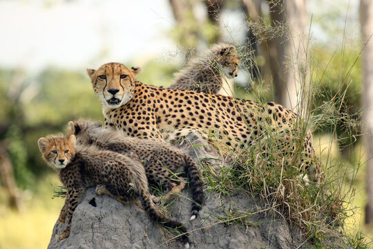 The cheetah (Acinonyx jubatus), also known as the hunting leopard,mother with cubs on the termite hill.