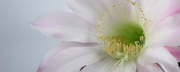 Light pink tender echinopsis spiky cactus flower. Beautiful plant in a pot standing on a windowsill. Banner. Close up. © Татьяна