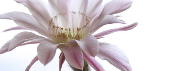Light pink tender echinopsis spiky cactus flower. Beautiful plant in a pot standing on a...