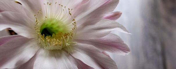 Light pink tender echinopsis spiky cactus flower. Beautiful plant in a pot standing on a...