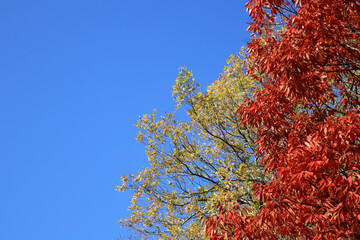 空と木 9　青空と色付いた木々
