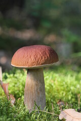 Close up view of excellent edible Boletus mushroom and fallen leaves in autumn forest