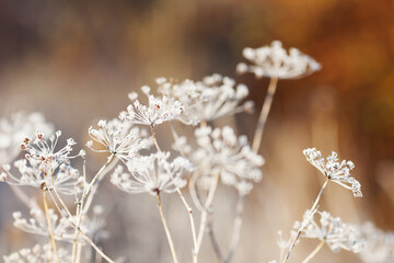 Frost covered  wild flowers. First frost in autumn countryside meadow. Orange autumn background. Soft fokus. Copy space