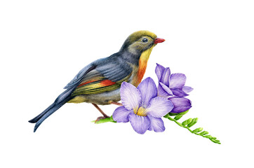 Nightingale bird with lilac freesia flower watercolor illustraton. Hand drawn realistic song bird with violet elegant flower decoration. Colorful nightingale and freesia floral arrangement.