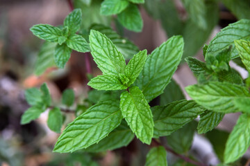 Ripresa ravvicinata di piantine di menta fresca