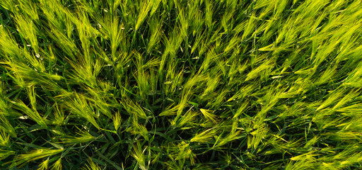 Agricultural field of green wheat	