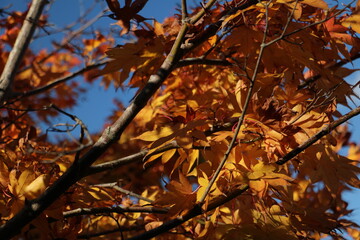 橙色の紅葉 autumn maples with orange coloring 2