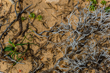 Dry moss Texture Grass Hay Background Summer Nature