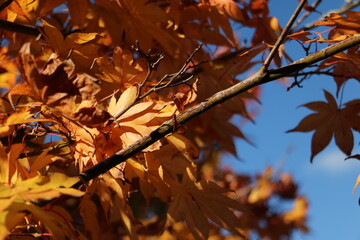 橙色の紅葉 autumn maples with orange coloring 4