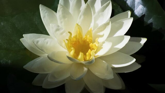 Timelapse of white lotus water lily flower with green leaves opening in pond