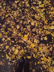 autumn leaves background