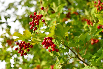 Obraz premium Viburnum opulus - Gemeiner Schneeball