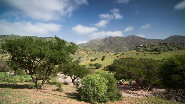 forward and reverse video of argan tree in morocco valley