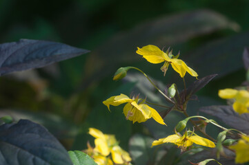 Lysimachia ciliata (fringed loosestrife) flowers