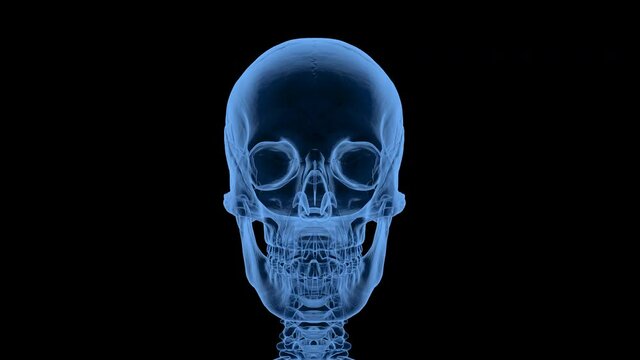 x-ray human skull