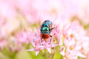 Fly, Calliphora vicina, Calliphora erythrocephala