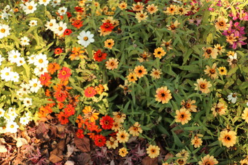 歩道の側のカラフルなマーガレット colorful marguerites by sidewalk 5