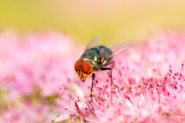 Fly, Calliphora vicina, Calliphora erythrocephala