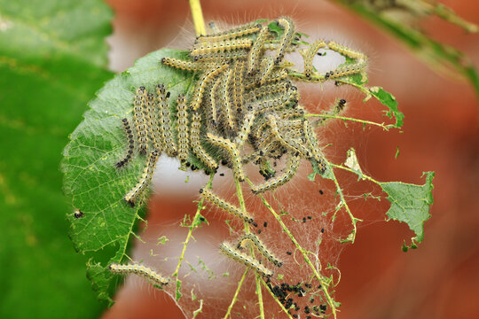  Hyphantria cunea larva crawling on green leaf