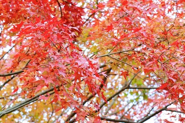 秋の紅葉　鈍川渓谷　ふれあいの森森林館　駐車場付近の紅葉　11月中旬