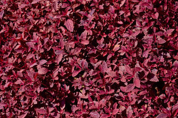 red leaves full frame