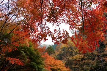 秋の紅葉　鈍川渓谷　ふれあいの森森林館　駐車場付近の紅葉　11月中旬