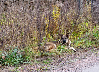 Sad stray dog lying on the muddy ground