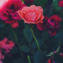 photo of artistic rose in the garden