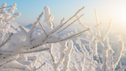 Close-up of frosty trees in winter mountains