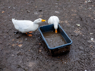 Two white geese on the muddy ground drink water from a trough