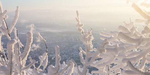 Close-up of frosty trees in winter mountains