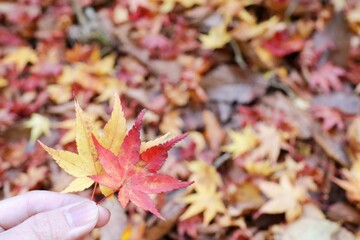 紅葉と落ち葉の背景素材　秋のイメージ