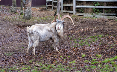 Gray goat with large horns stands in the barnyard
