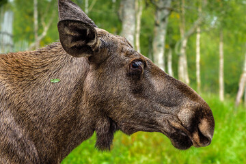 Portrait of a female moose in front of a forest, Finnmark, Norway