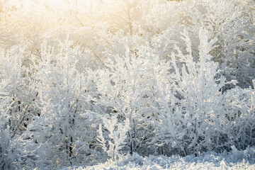 Close-up of frosty trees in winter mountains