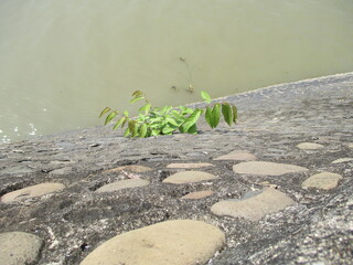 Irrigation water