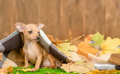 Toy terrier puppy sits under warm plaid on autumn leaf and looks away on empty space