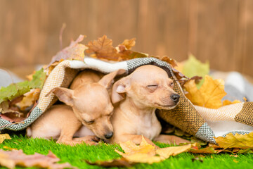Two Toy terrier puppy sleep together under a warm plaid in cold autumn weather