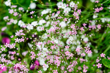 Many small pink flowers of Gypsophila elegans, commonly known as showy baby's-breath and green leaves in a spring garden, beautiful indoor floral background photographed with selective focus.